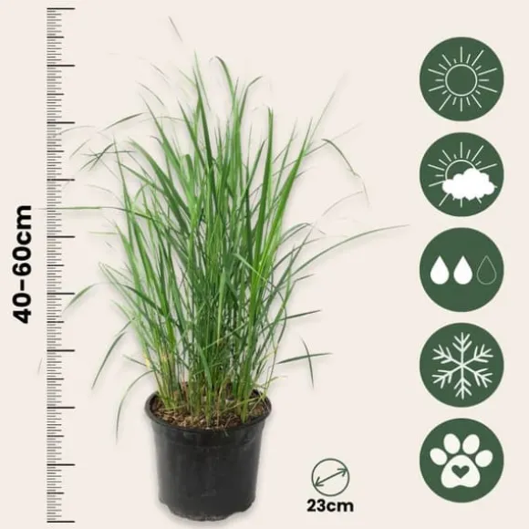 Sandrør - Sæt med 2 - Calamagrostis 'Karl Foerster' - Højde 40-60cm - ⌀23cm