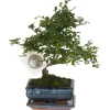 S-formet bonsai - Zelkova serrata - Højde 20-25cm - ⌀15cm