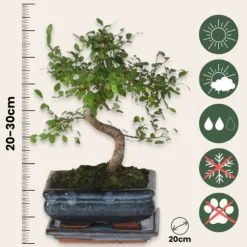 S-formet bonsai - Zelkova serrata - Højde 20-30cm - ⌀20cm