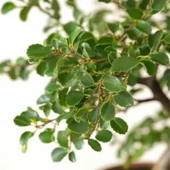 S-formet bonsai - Zelkova serrata - Højde 20-30cm - ⌀20cm