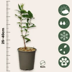 Sibirisk blåbær - Sæt med 3 - Lonicera kamtchatica - Højde 25-40cm - ⌀9cm