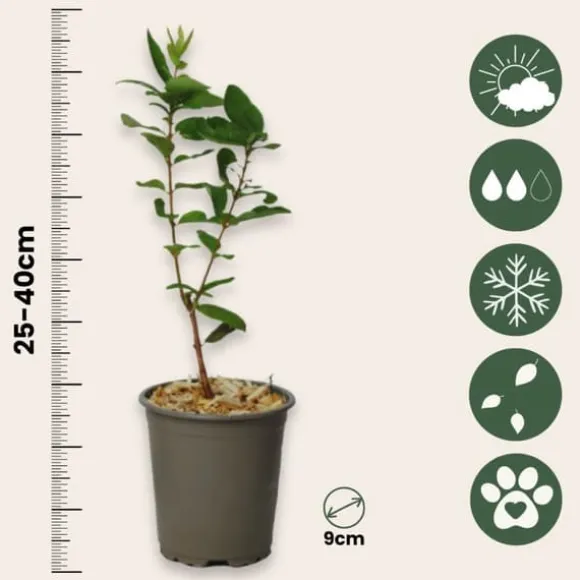 Sibirisk blåbær - Sæt med 6 - Lonicera kamtchatica - Højde 25-40cm - ⌀9cm
