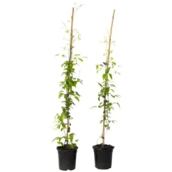 Skovranke - 2 stk. - Clematis 'The President' - Højde 100-120cm - ⌀17cm