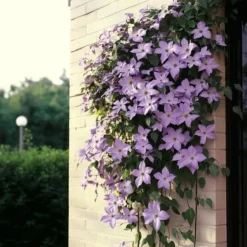 Skovranke - 2 stk. - Clematis 'Hagley Hybrid' - Højde 100-120cm - ⌀17cm