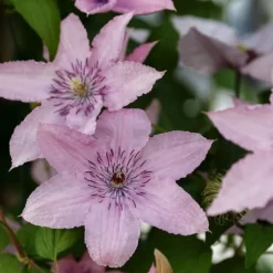 Skovranke - 2 stk. - Clematis 'Hagley Hybrid' - Højde 100-120cm - ⌀17cm