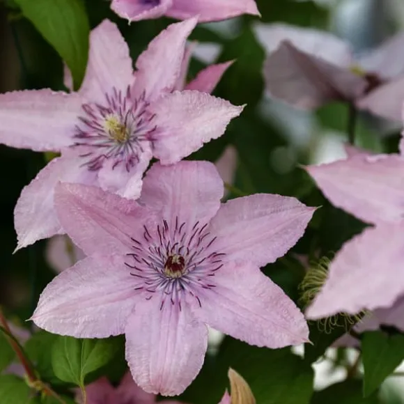 Skovranke - 2 stk. - Clematis 'Hagley Hybrid' - Højde 100-120cm - ⌀17cm