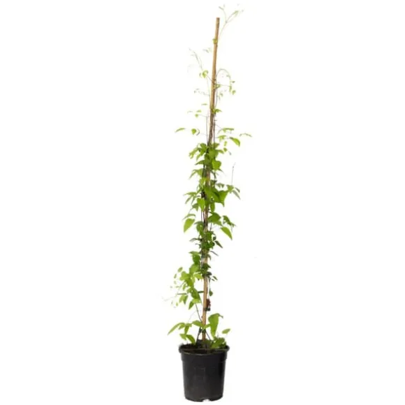 Skovranke - Clematis 'Hagley Hybrid' - Højde 100-120cm - ⌀17cm