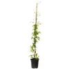 Skovranke - Clematis 'The President' - Højde 100-120cm - ⌀17cm