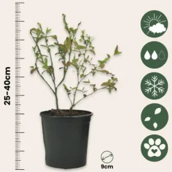 Smoothie frugtplanter mix - Sæt med 8 - Højde 25-40cm - ⌀9cm