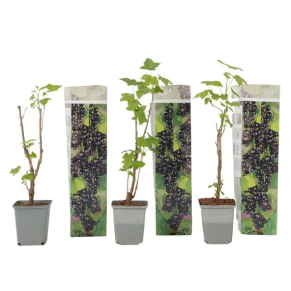 Solbær - 3 stk - Ribes Nigrum - Højde 25-40cm - ⌀9cm