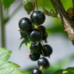 Solbær - 3 stk - Ribes Nigrum - Højde 25-40cm - ⌀9cm