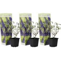 Sommerfuglebusk - Sæt 3 - Buddleja davidii 'Nanho Blue' - Højde 25-40cm - ⌀9cm
