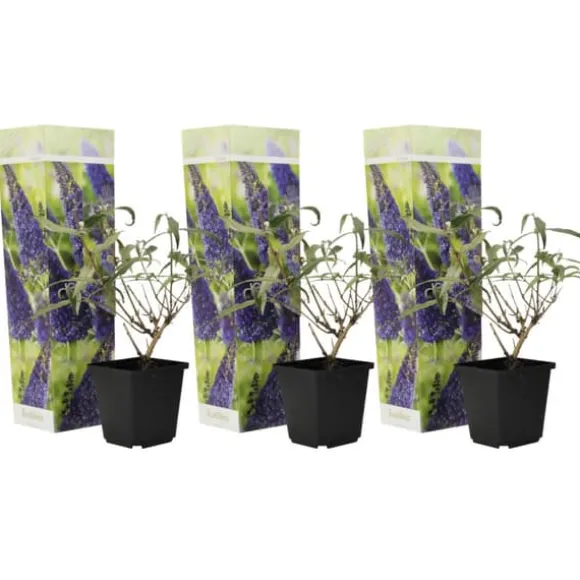 Sommerfuglebusk - Sæt 3 - Buddleja davidii 'Nanho Blue' - Højde 25-40cm - ⌀9cm