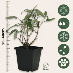 Sommerfuglebusk - Sæt 3 - Buddleja davidii 'Nanho Blue' - Højde 25-40cm - ⌀9cm