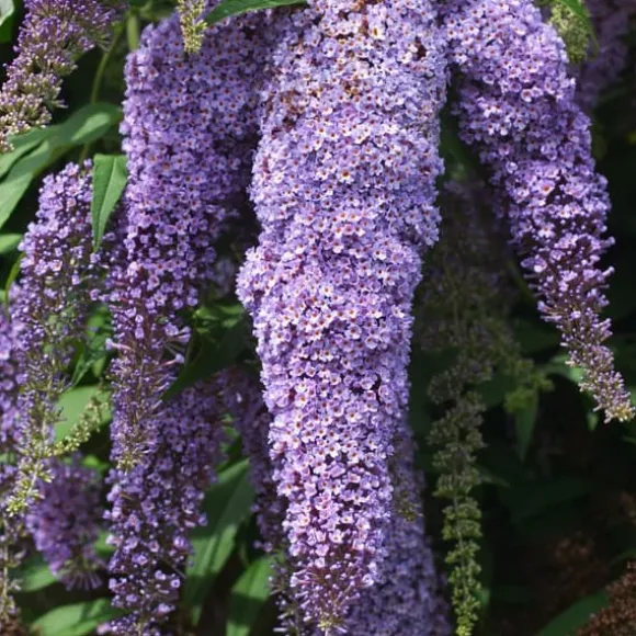 Sommerfuglebusk - Sæt 3 - Buddleja davidii 'Nanho Blue' - Højde 25-40cm - ⌀9cm