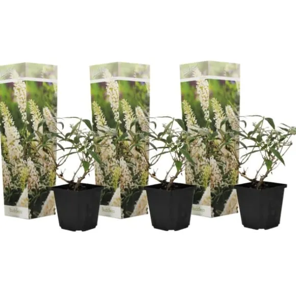 Sommerfuglebusk - Sæt med 3 - Buddleja 'White Profusion' - Højde 25-40cm - ⌀9cm