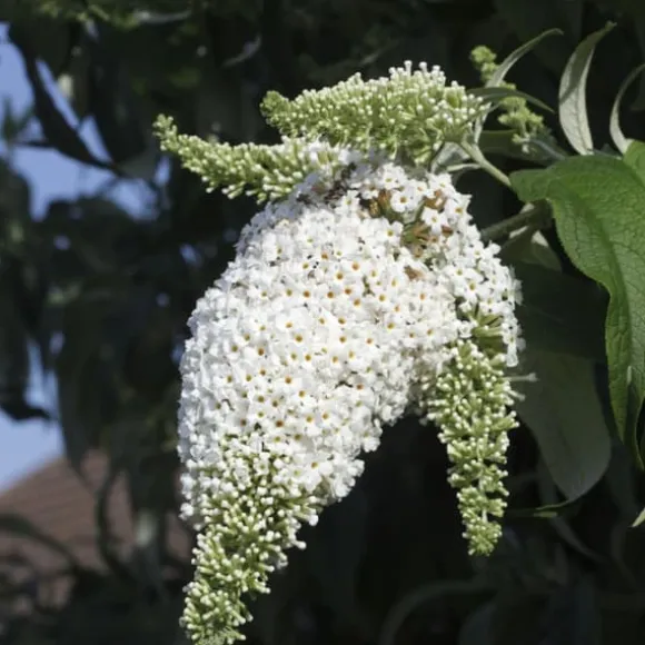 Sommerfuglebusk - Sæt med 3 - Buddleja 'White Profusion' - Højde 25-40cm - ⌀9cm