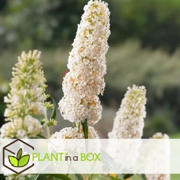 Sommerfuglebusk - Sæt med 3 - Buddleja 'White Profusion' - Højde 25-40cm - ⌀9cm