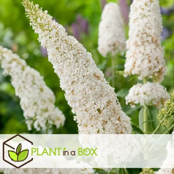 Sommerfuglebusk - Sæt med 3 - Buddleja 'White Profusion' - Højde 25-40cm - ⌀9cm