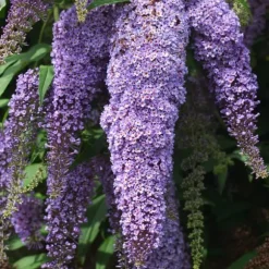 Sommerfuglebusk - Sæt med 6 - Buddleja davidii - Højde 25-40cm - ⌀9cm