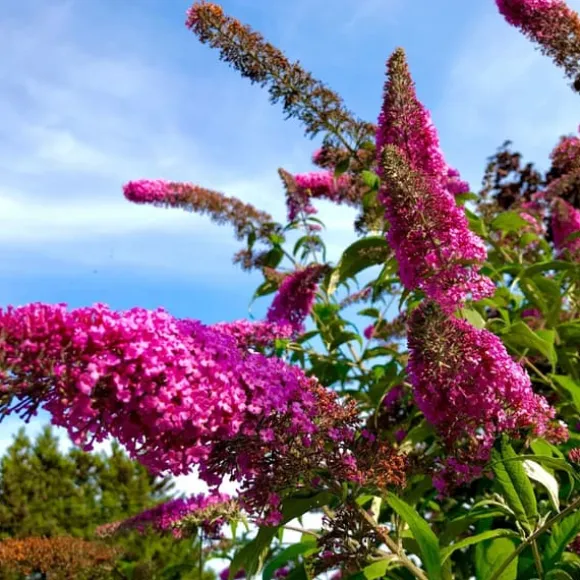 Sommerfuglebusk - Sæt med 3 - Buddleja 'Pink Delight' - Højde 25-40cm - ⌀9cm