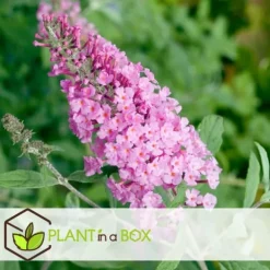 Sommerfuglebusk - Sæt med 3 - Buddleja 'Pink Delight' - Højde 25-40cm - ⌀9cm