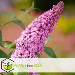 Sommerfuglebusk - Sæt med 3 - Buddleja 'Pink Delight' - Højde 25-40cm - ⌀9cm