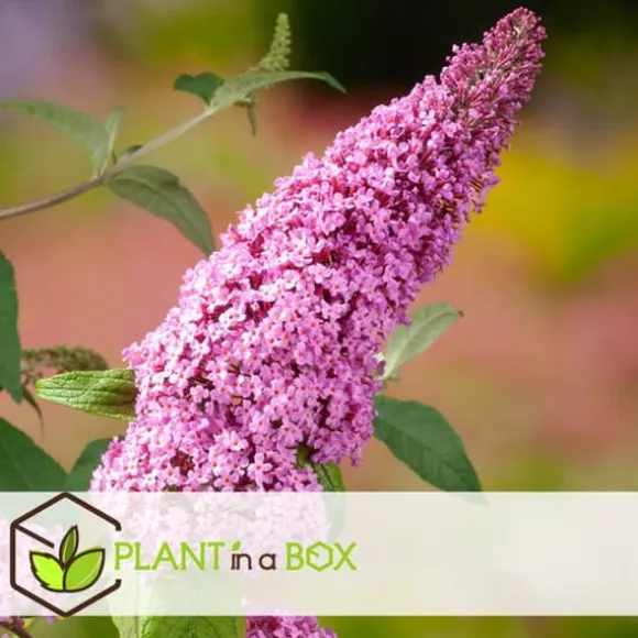 Sommerfuglebusk - Sæt med 3 - Buddleja 'Pink Delight' - Højde 25-40cm - ⌀9cm