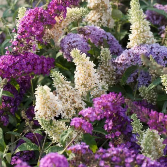 Sommerfuglebusk - Sæt med 3 - Buddleja davidii - Højde 25-40cm - ⌀9cm