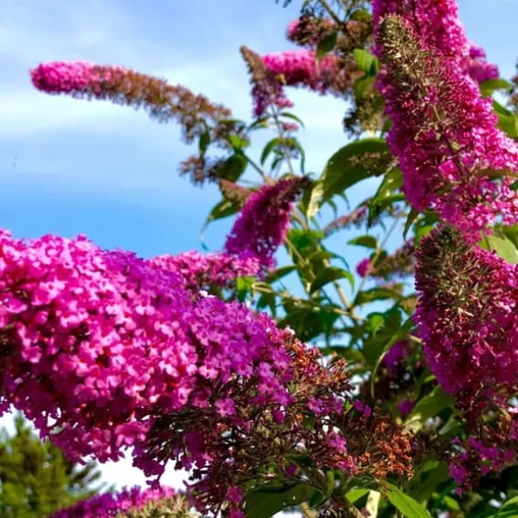 Sommerfuglebusk - Sæt med 3 - Buddleja davidii - Højde 25-40cm - ⌀9cm