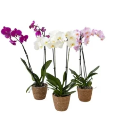 Sommerfugleorkidé - Mix af 3 - Phalaenopsis i deco kurv - Højde 50-60cm - ⌀12cm