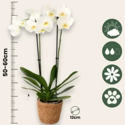 Sommerfugleorkidé - Mix af 3 - Phalaenopsis i deco kurv - Højde 50-60cm - ⌀12cm