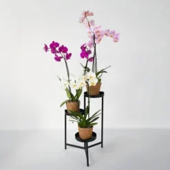 Sommerfugleorkidé - Mix af 3 - Phalaenopsis i deco kurv - Højde 50-60cm - ⌀12cm