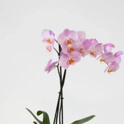 Sommerfugleorkidé - Mix af 3 - Phalaenopsis i deco kurv - Højde 50-60cm - ⌀12cm