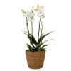 Sommerfugleorkidé - Phalaenopsis Multiflora med kurv - Højde 35-45cm - ⌀12cm