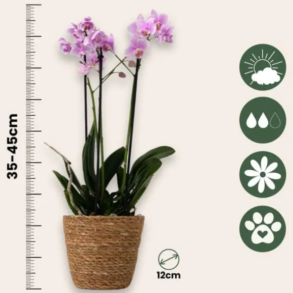 Sommerfugleorkidé - Phalaenopsis Multiflora med kurv - Højde 35-45cm - ⌀12cm