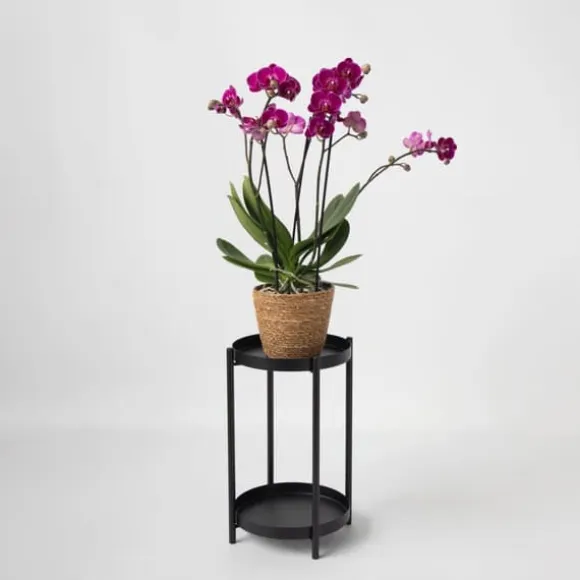 Sommerfugleorkidé - Phalaenopsis Multiflora med kurv - Højde 35-45cm - ⌀12cm