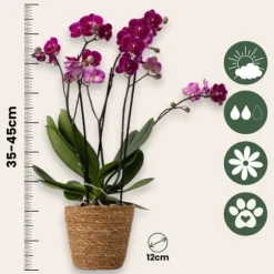 Sommerfugleorkidé - x3 - Phalaenopsis Multiflora i kurv - Højde 35-45cm - ⌀12cm