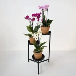 Sommerfugleorkidé - x3 - Phalaenopsis Multiflora i kurv - Højde 35-45cm - ⌀12cm