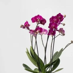 Sommerfugleorkidé - x3 - Phalaenopsis Multiflora i kurv - Højde 35-45cm - ⌀12cm