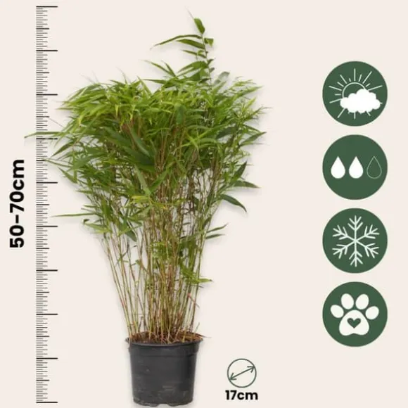 Sort bambus - Fargesia nitida 'Gansu' - Højde 50-70cm - Potte 17cm