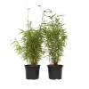Sort bambus - Sæt med 4 - Fargesia nitida 'Red Dragon' - Højde 60-80cm - ⌀17cm