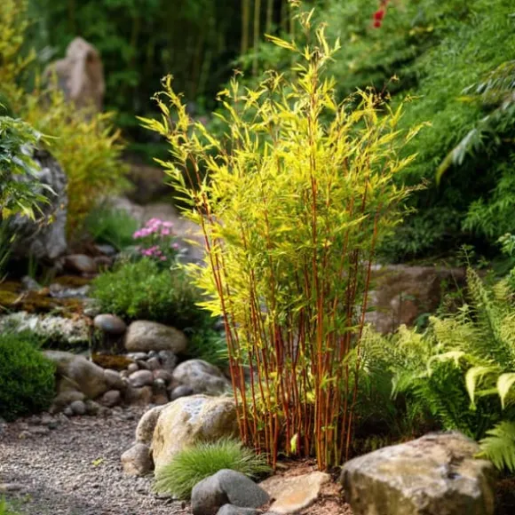 Sort bambus - Sæt med 4 - Fargesia nitida 'Red Dragon' - Højde 60-80cm - ⌀17cm