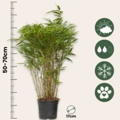 Sort bambus - Sæt med 6 - Fargesia nitida 'Gansu' - Højde 50-70cm - ⌀17cm