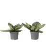 Spiralfrugt - 2 stk - Streptocarpus 'Pretty Turtle' - Højde 25-35cm - ⌀13cm