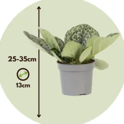 Spiralfrugt - Streptocarpus 'Pretty Turtle' - Højde 25-35cm - ⌀13cm