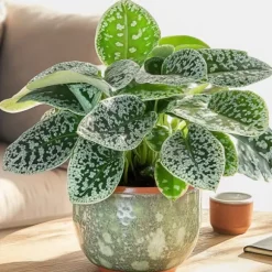 Spiralfrugt - Streptocarpus 'Pretty Turtle' - Højde 25-35cm - ⌀13cm