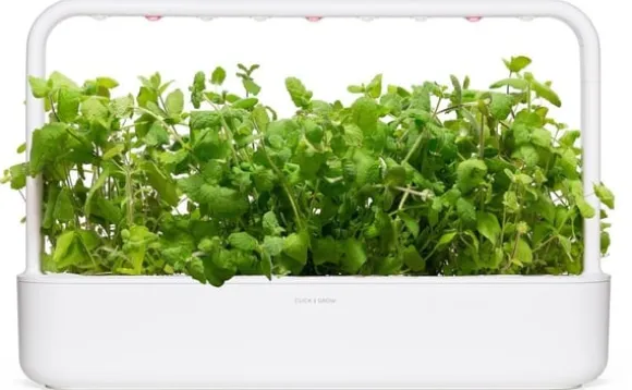 Sæt med 3 produkter. Click & Grow Smart Garden refill Æblemynte 3 stk