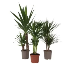 Sæt med store indendørs palmer - Sæt med 3 - Højde 70-90cm - ⌀17cm
