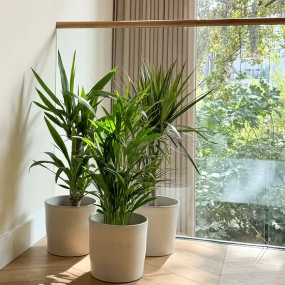 Sæt med store indendørs palmer - Sæt med 3 - Højde 70-90cm - ⌀17cm